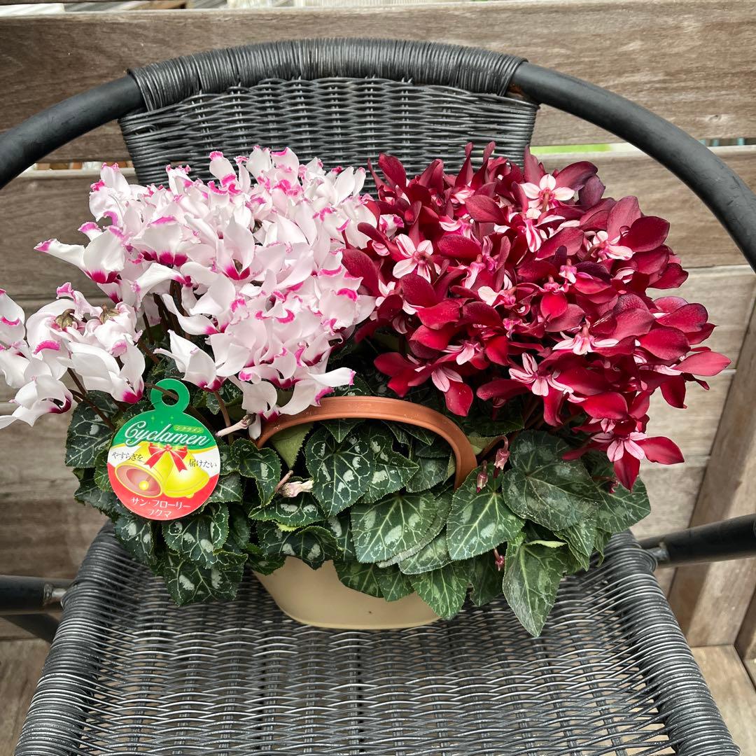 シクラメン　ミックス植え　アブソリュドゥモレル　ワインレッド　ジックス２色　２鉢