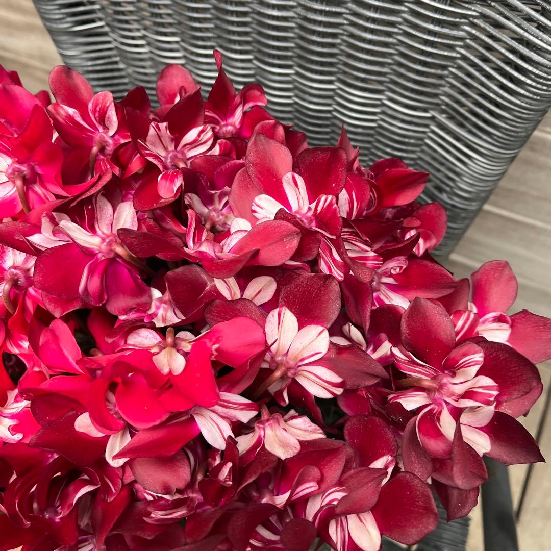 シクラメン　ミックス植え　アブソリュドゥモレル　ワインレッド　ジックス２色　２鉢