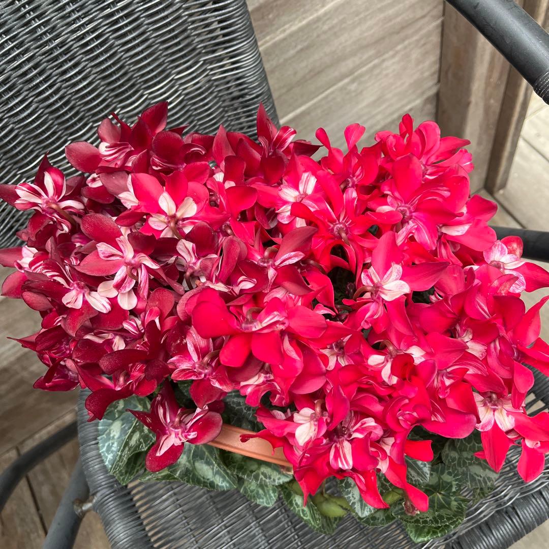 シクラメン　ミックス植え　アブソリュドゥモレル　ワインレッド　ジックス２色　２鉢