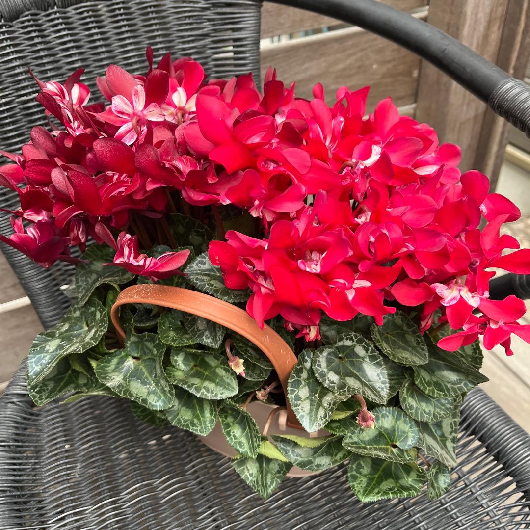 シクラメン　ミックス植え　アブソリュドゥモレル　ワインレッド　ジックス２色　２鉢