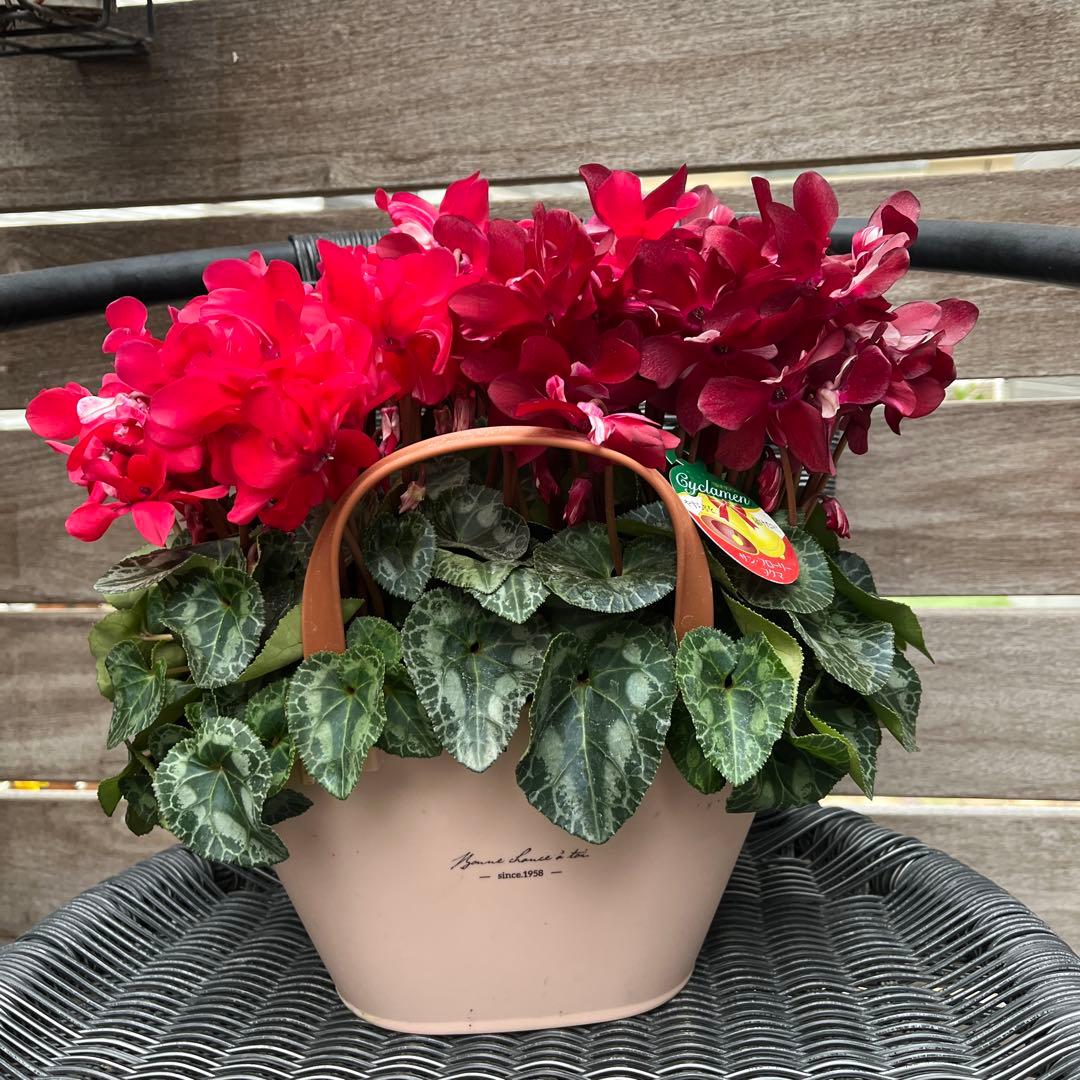 シクラメン　ミックス植え　アブソリュドゥモレル　ワインレッド　ジックス２色　２鉢