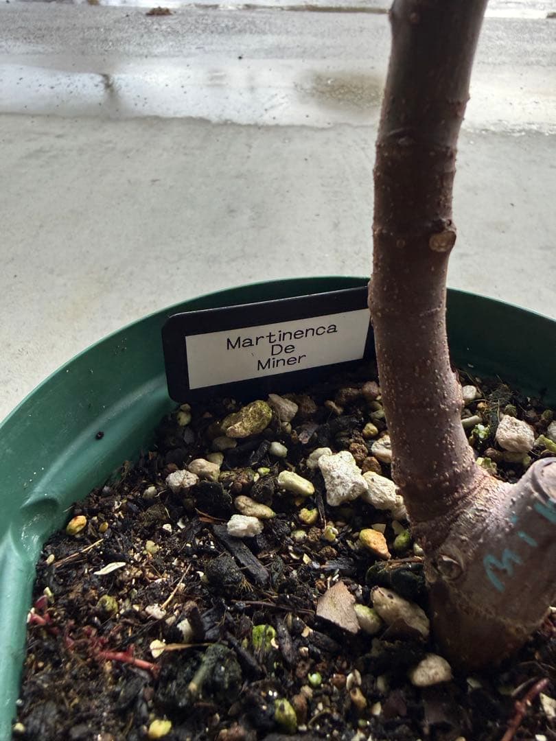 Martinenca De Miner イチジク いちじく 穂木 苗