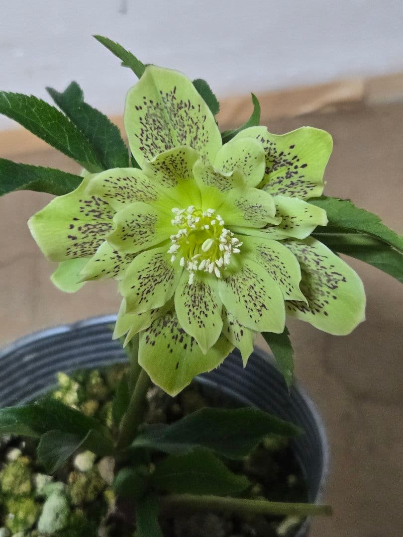 ☆クリスマスローズ☆八重咲き☆銀ポット☆希少☆