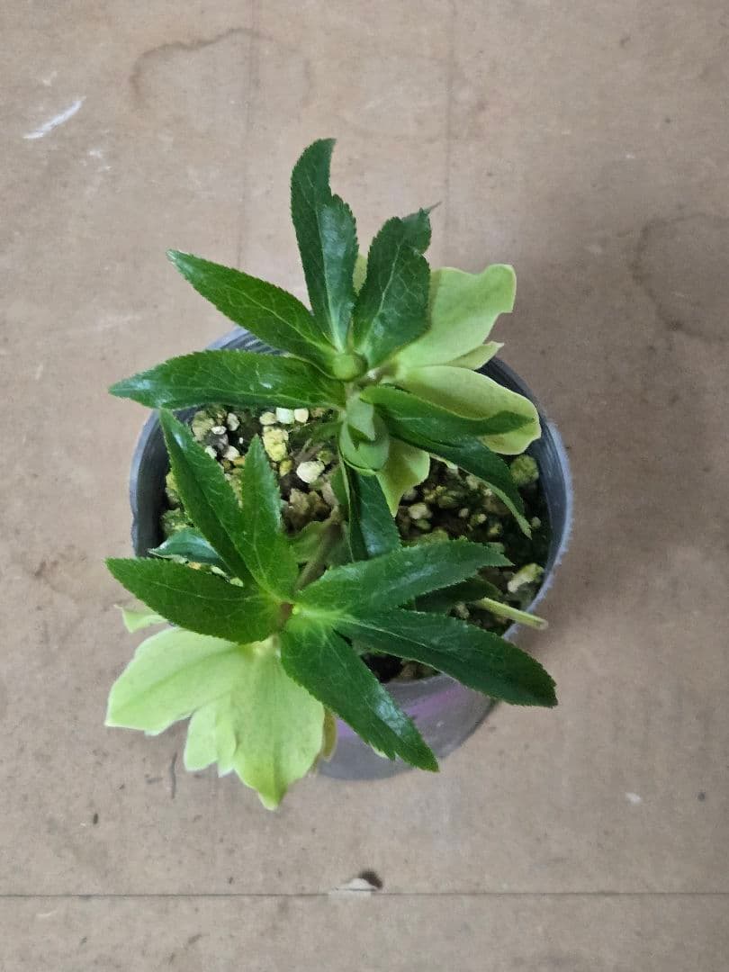 ☆クリスマスローズ☆八重咲き☆銀ポット☆希少☆