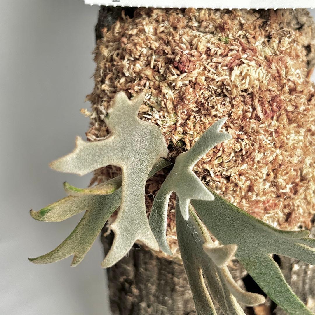 P.Yellow Moon Dwarf Totoro' （spore）【66】