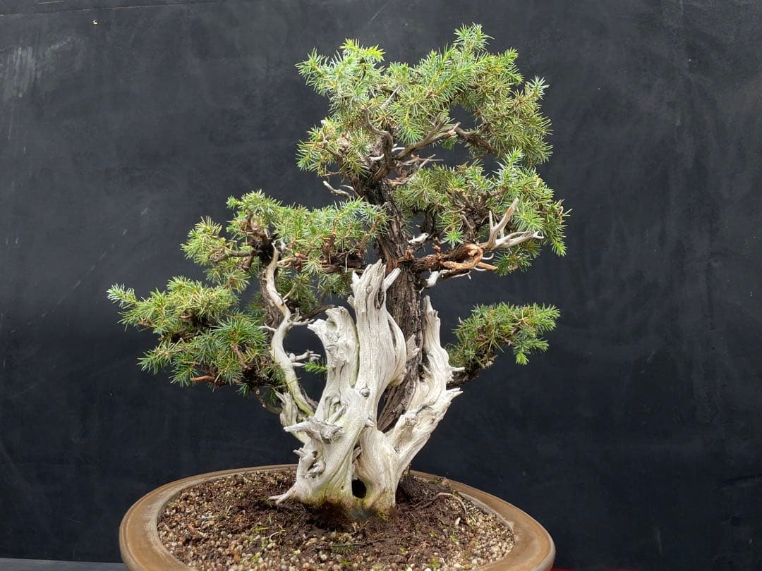 三河盆栽　盆栽愛好家在庫放出セール　杜松　盆栽