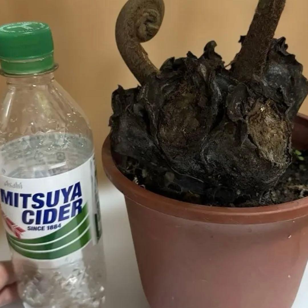 えげつないサイズのリュウビンタイ