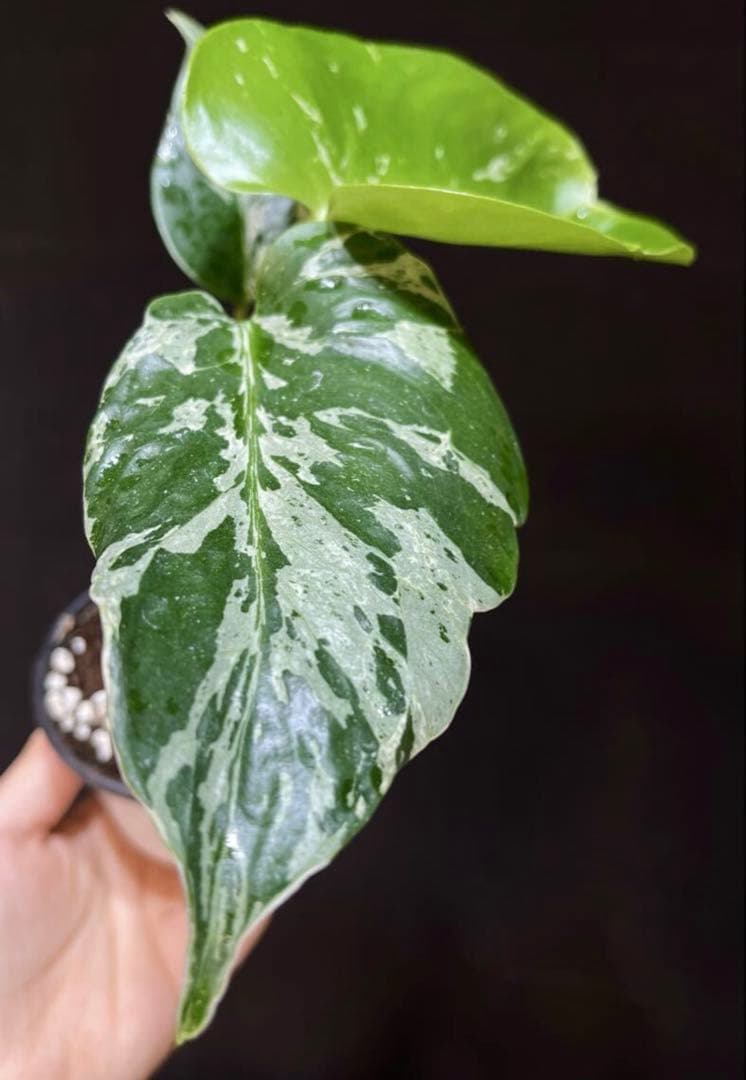 モンステラ　ベトシオーサ