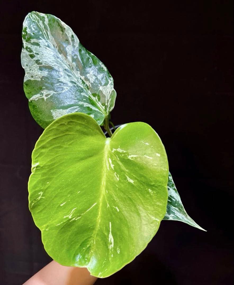 モンステラ　ベトシオーサ