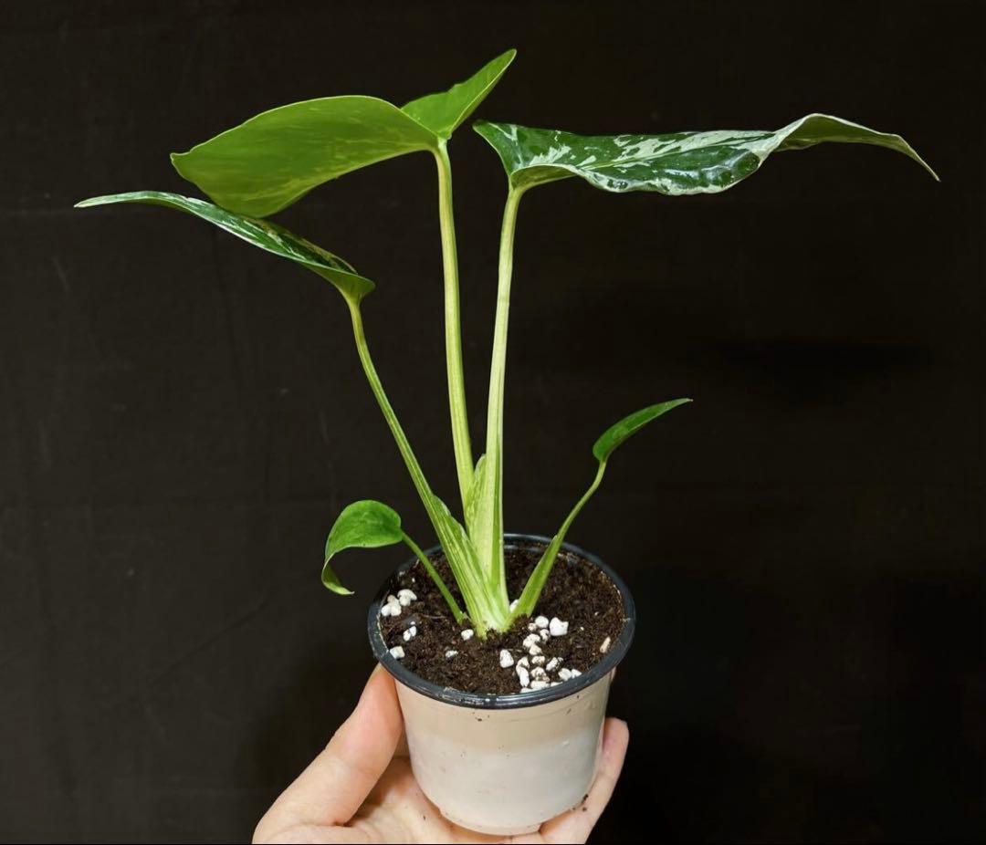 モンステラ　ベトシオーサ