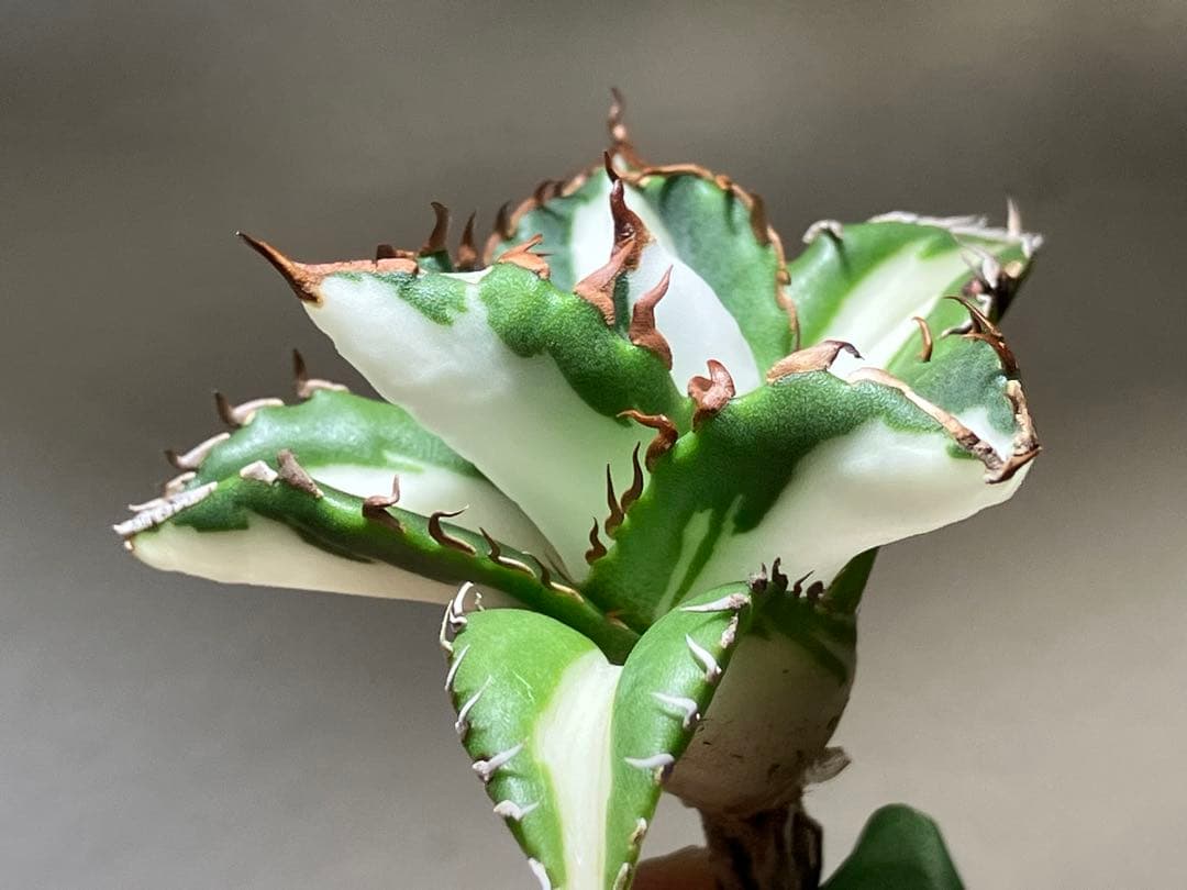 サ*店様 【オークション】選抜　強棘　美株　アガべ　チタノタ　太陽神錦　白中斑