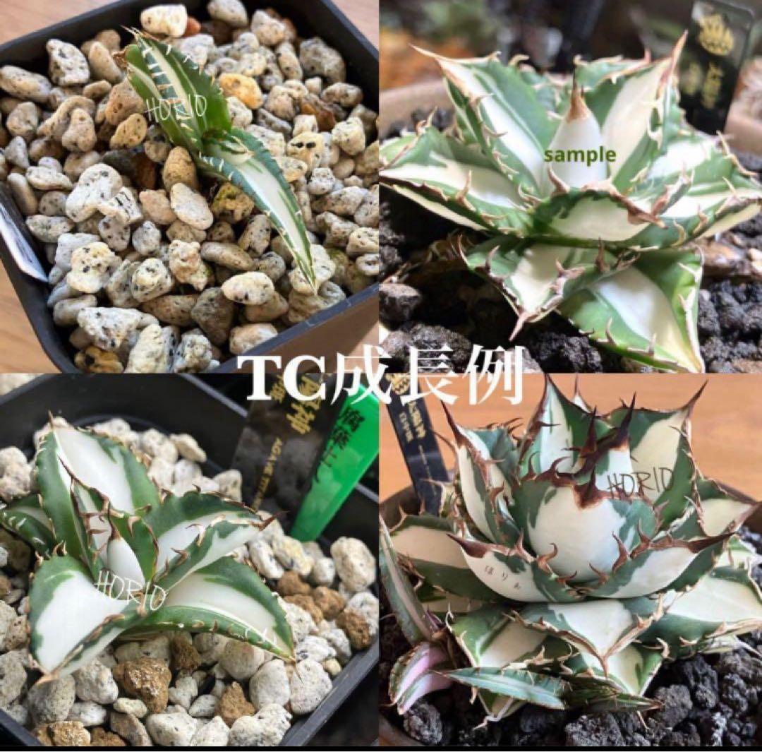 サ*店様 【オークション】選抜　強棘　美株　アガべ　チタノタ　太陽神錦　白中斑