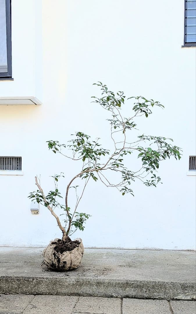 極。山採りアセビ。