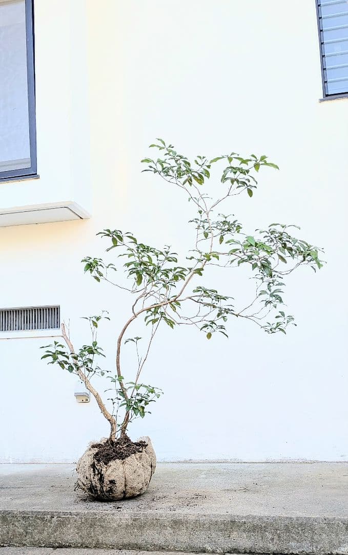 極。山採りアセビ。