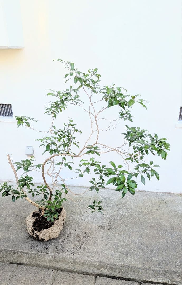 極。山採りアセビ。