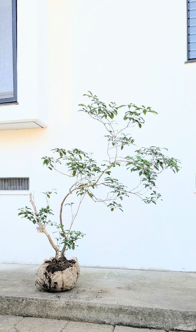 極。山採りアセビ。