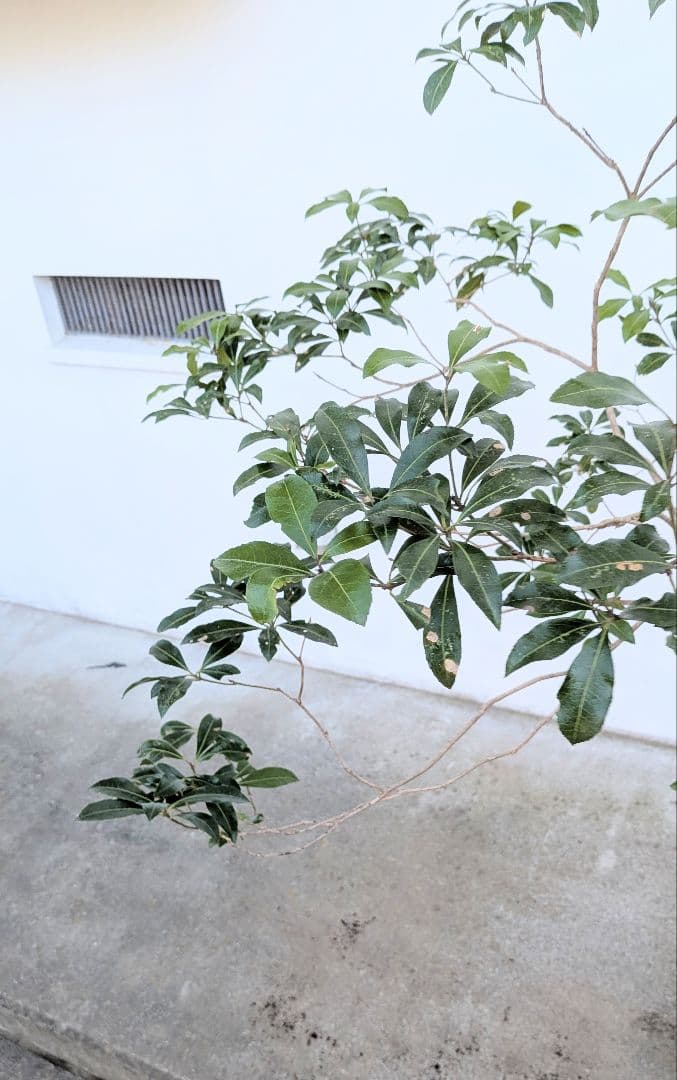 極。山採りアセビ。