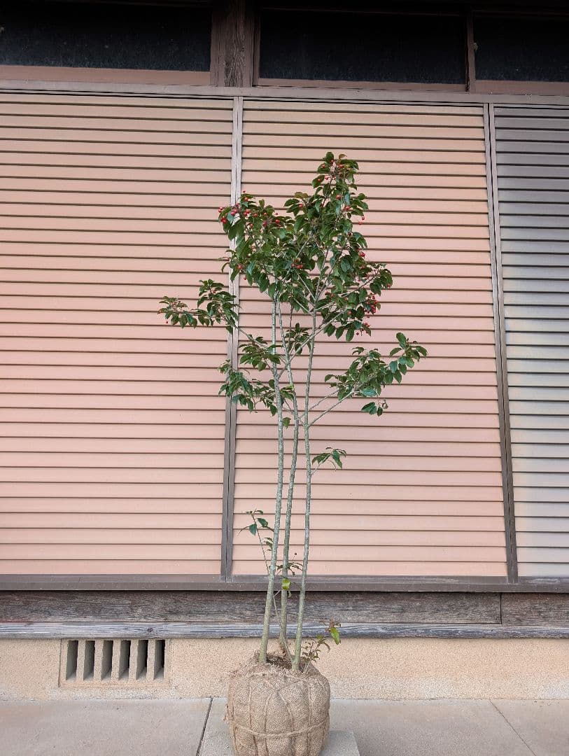 ソヨゴ　株立　雌株　②