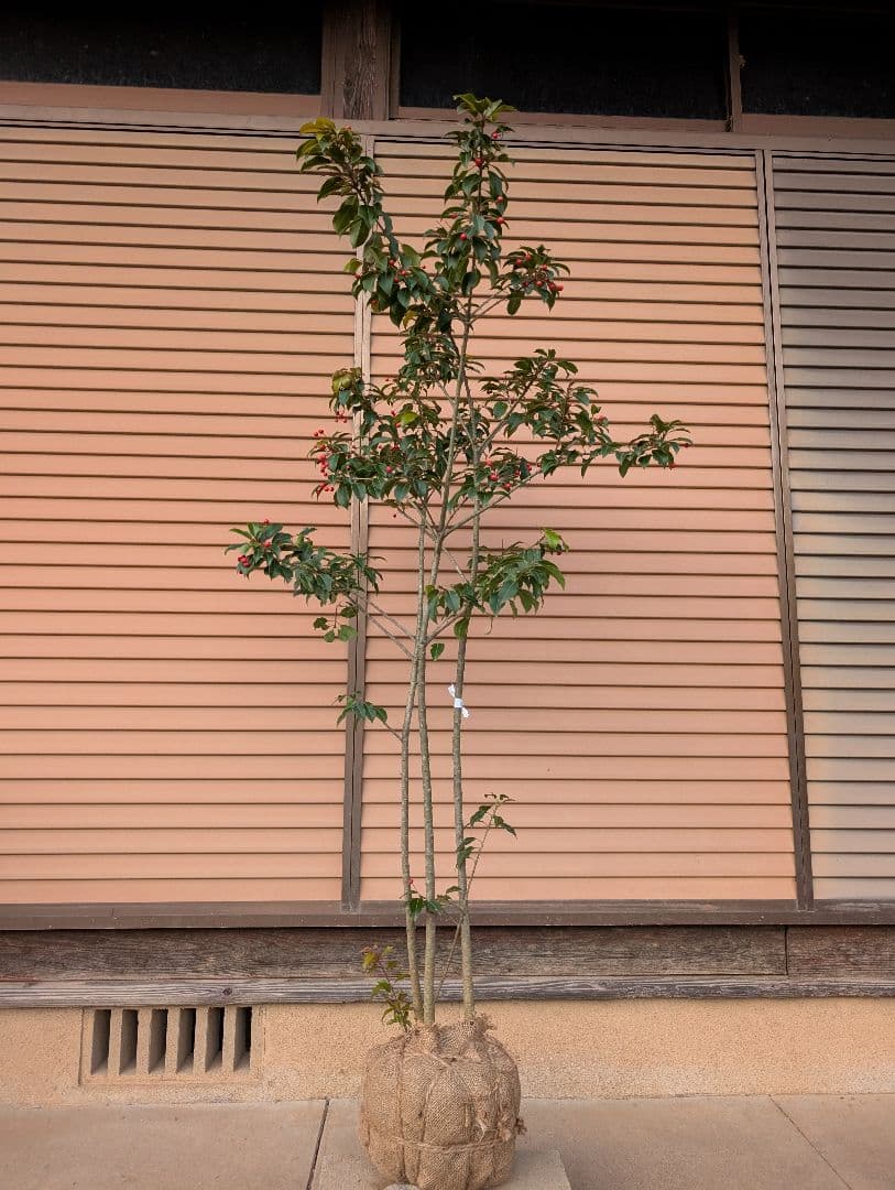 ソヨゴ　株立　雌株　②