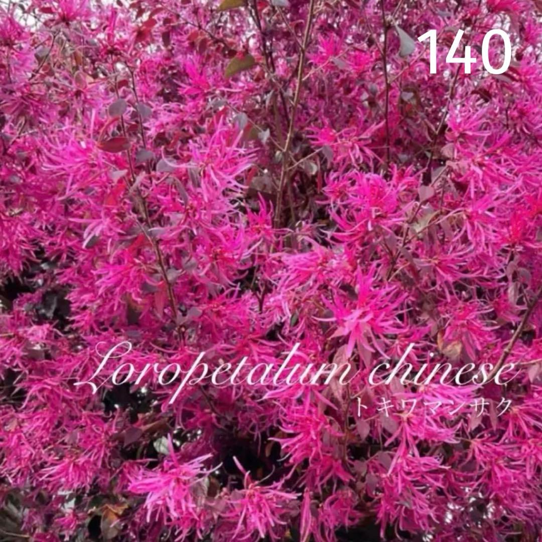 140.　トキワマンサク　抜き苗