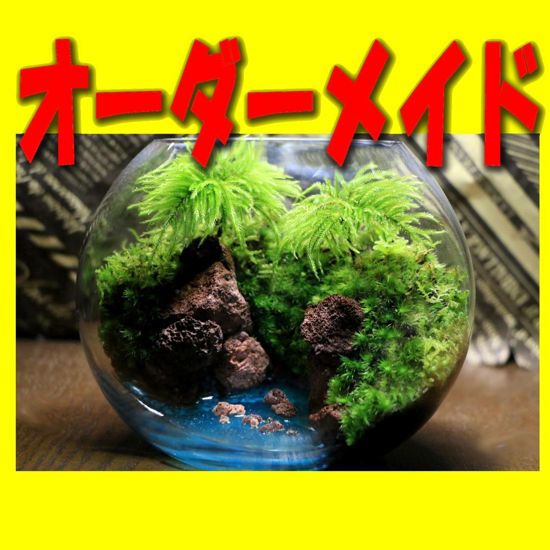 苔テラリウム　オーダー品受け付 販売中　和み　我が家の小さなオアシス