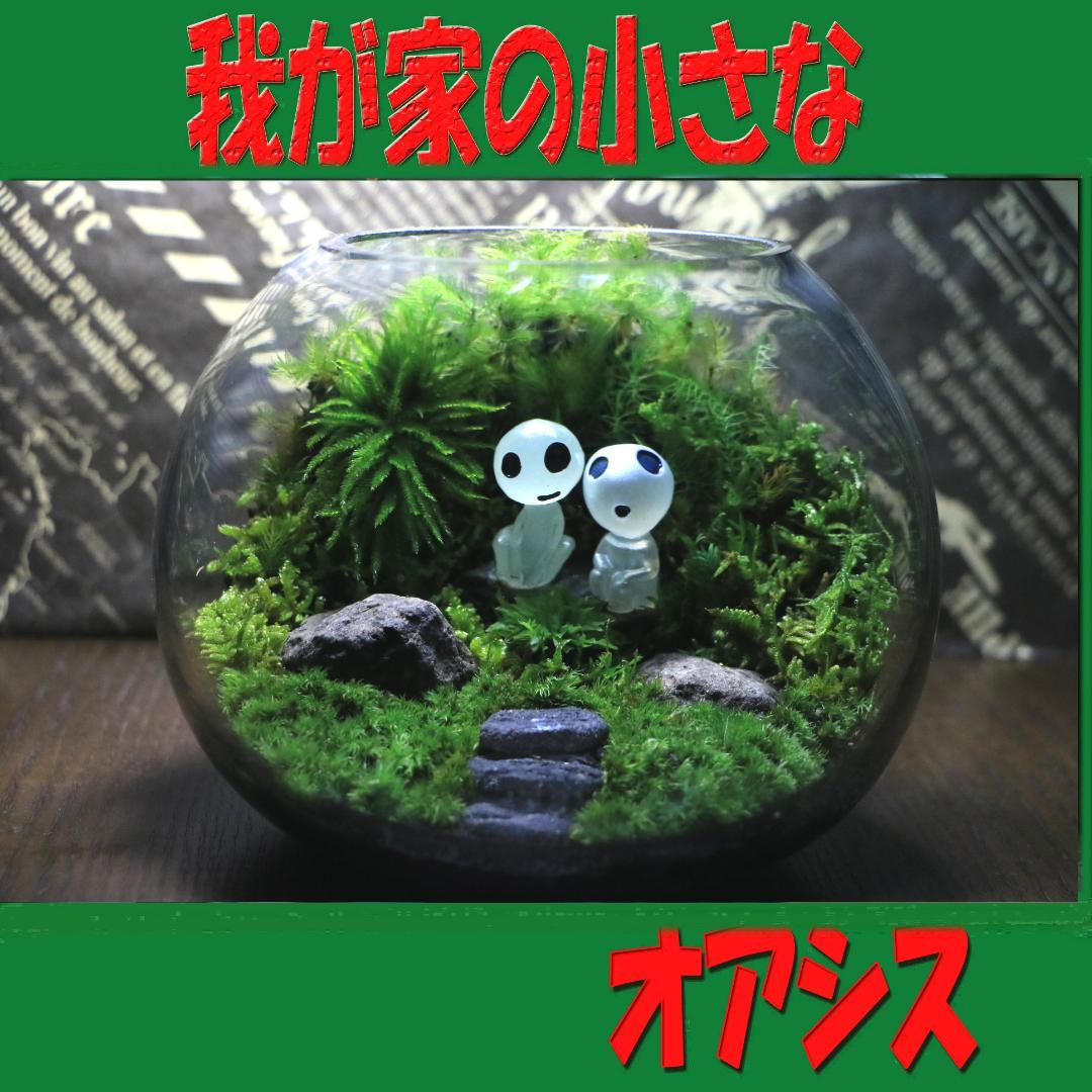 苔テラリウム　オーダー品受け付 販売中　和み　我が家の小さなオアシス