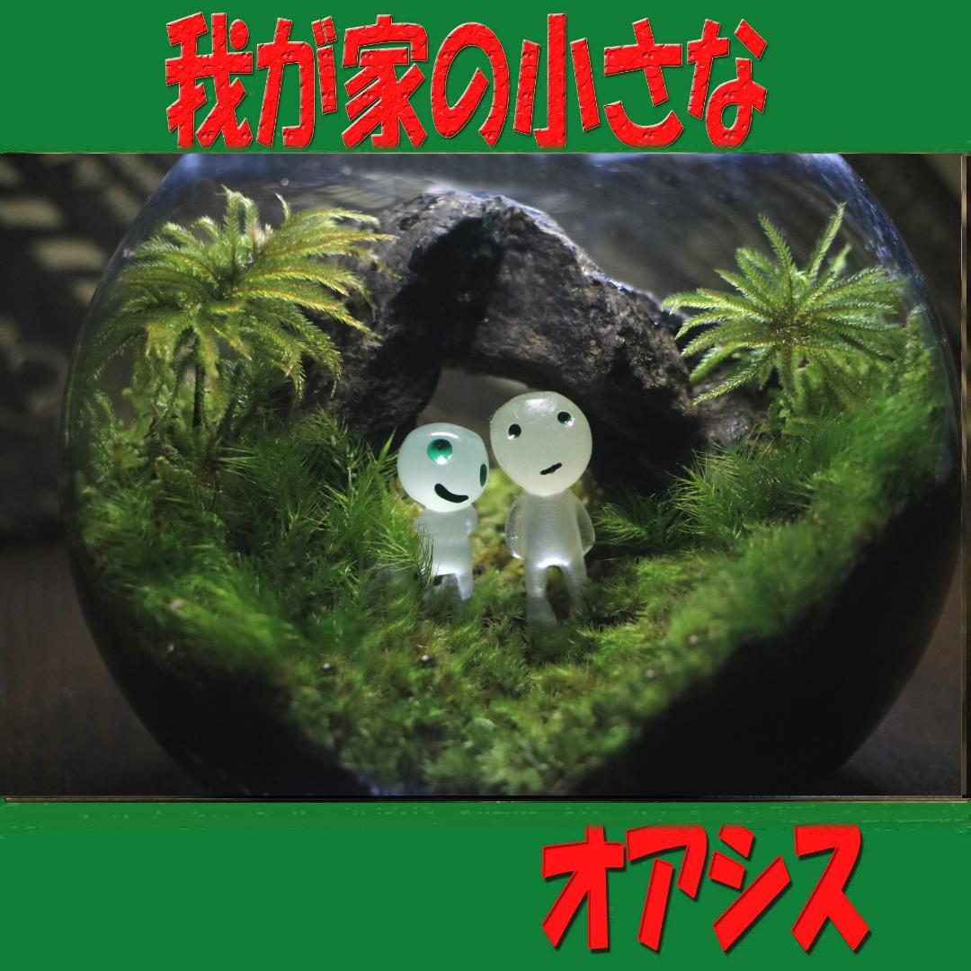 苔テラリウム　オーダー品受け付 販売中　和み　我が家の小さなオアシス