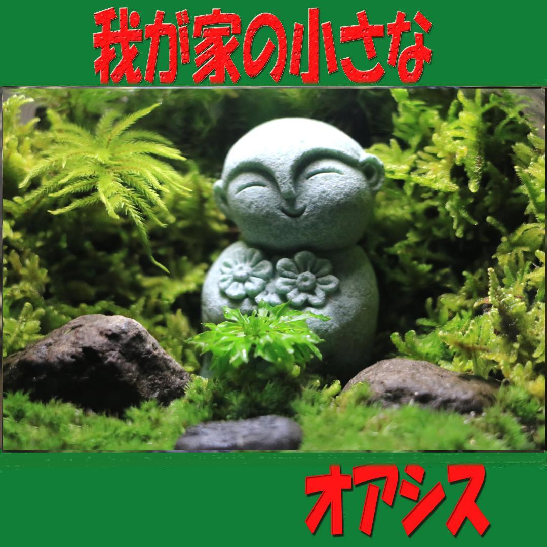 苔テラリウム　オーダー品受け付 販売中　和み　我が家の小さなオアシス