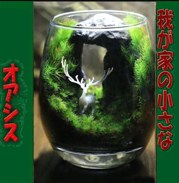 苔テラリウム　オーダー品受け付 販売中　和み　我が家の小さなオアシス