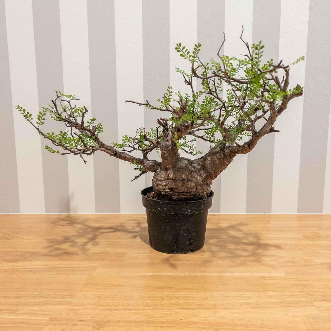 オペルクリカリアパキプス 現地球 発根済み