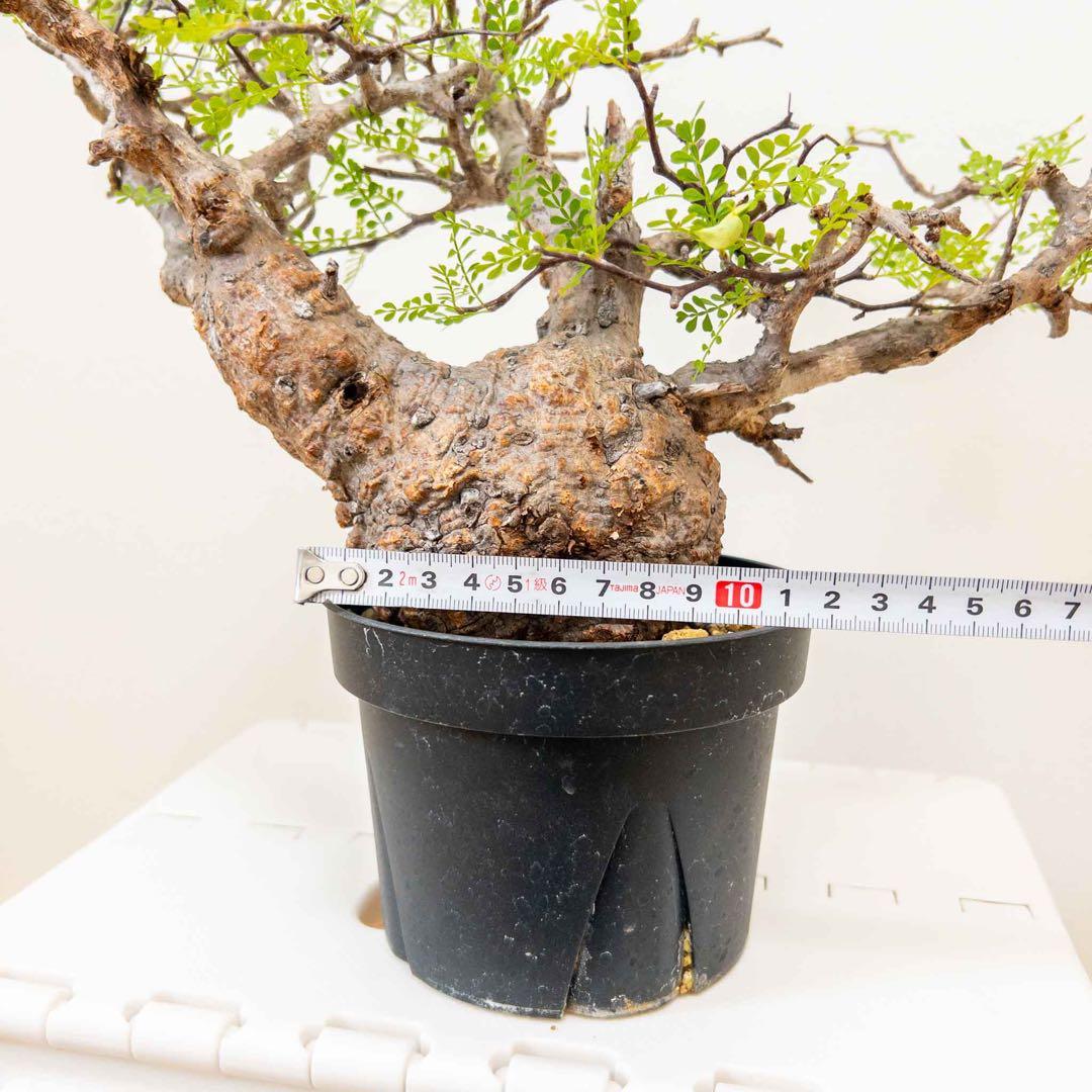 オペルクリカリアパキプス 現地球 発根済み