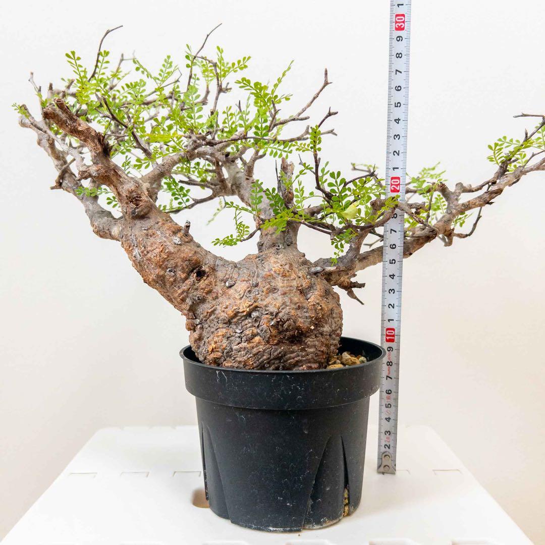 オペルクリカリアパキプス 現地球 発根済み