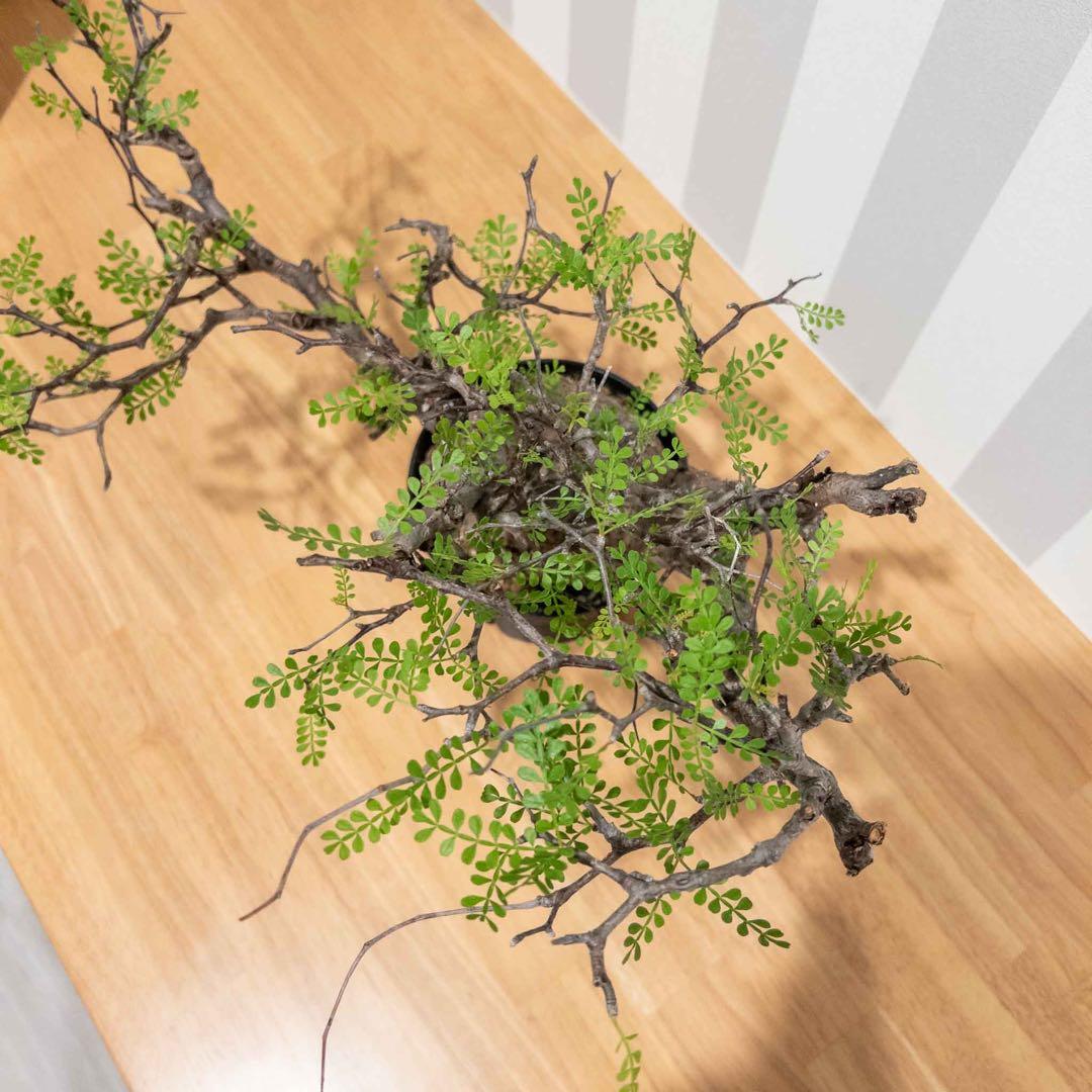 オペルクリカリアパキプス 現地球 発根済み