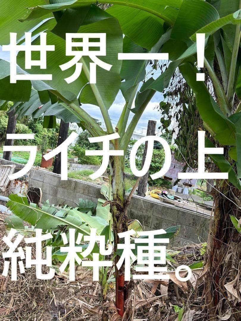 最後１苗◆世界一美味と報道、伝統種/島バナナ＝210㎝◆糖度モンスター　木熟OK