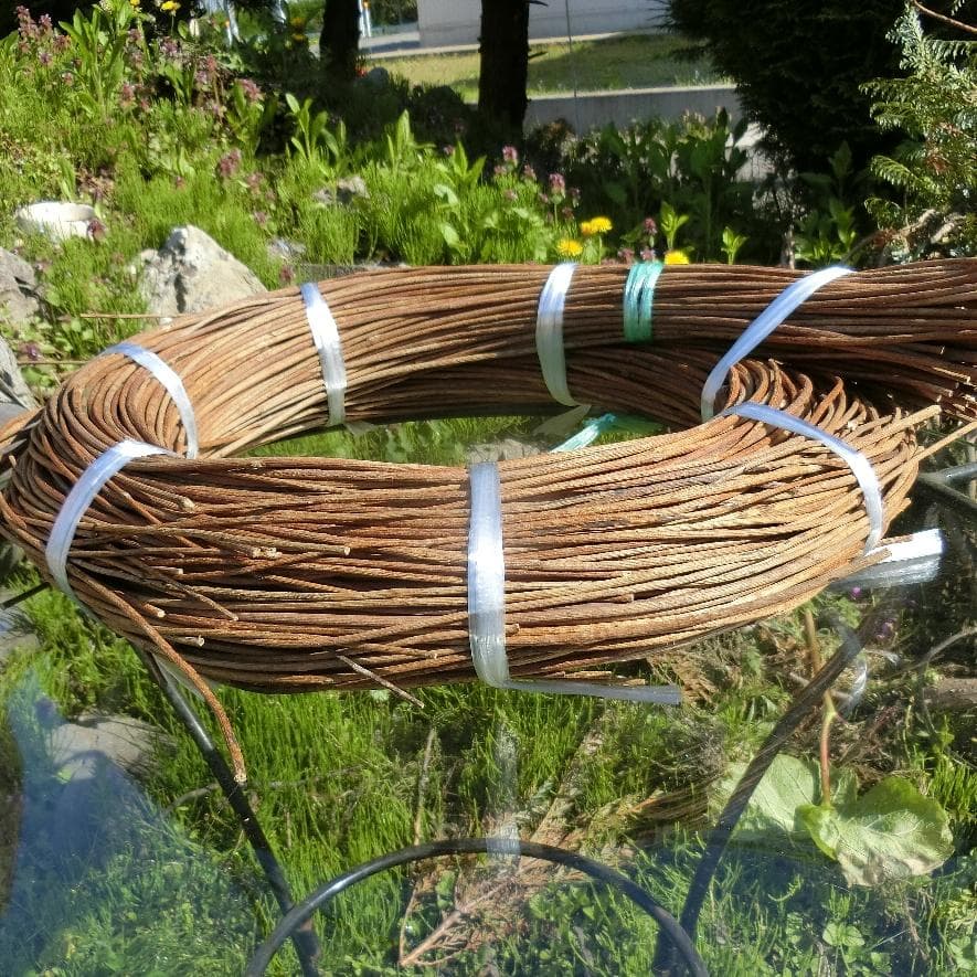 青森岩木山採取　あけび蔓　150cm～ 1.5kg