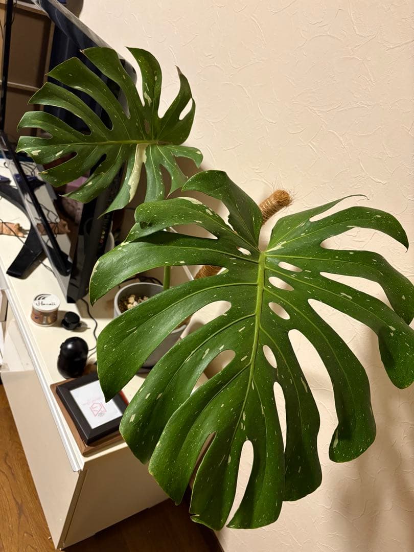 モンステラ・ポトス Monstera Deliciousa Skeleton(Variegated)