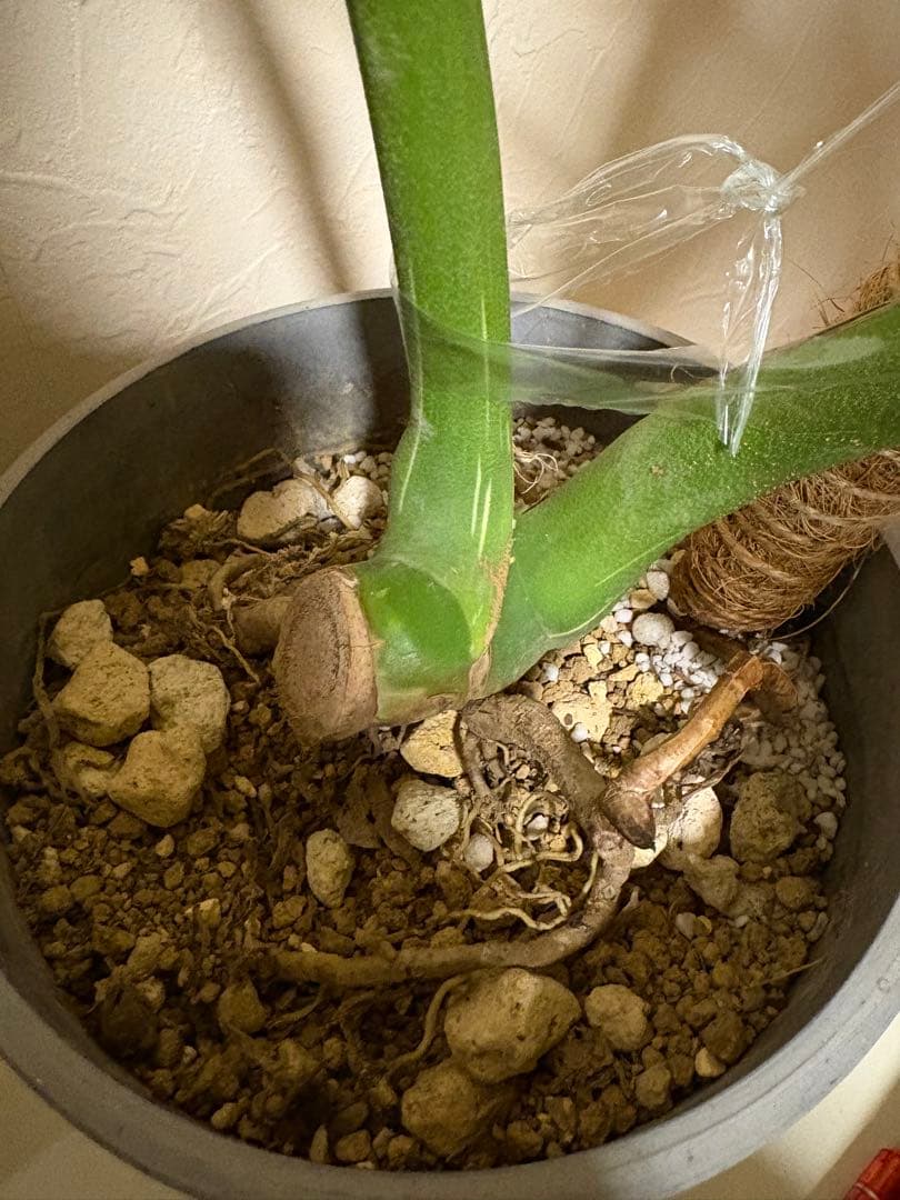 モンステラ・ポトス Monstera Deliciousa Skeleton(Variegated)