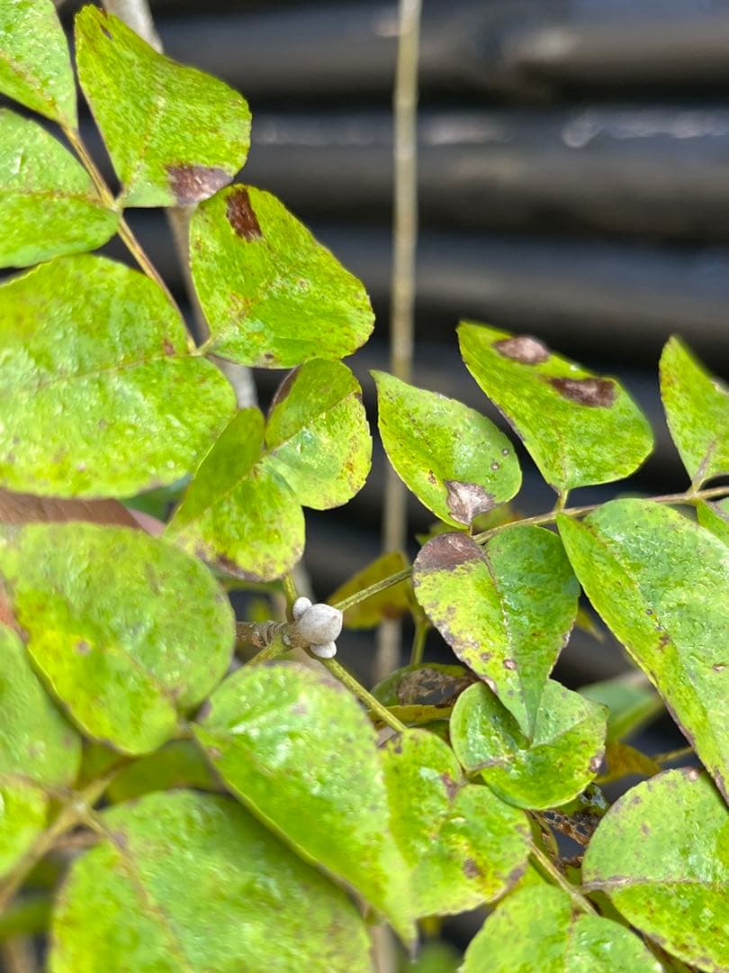 山採り天然　アオダモ　4本株立ち　91