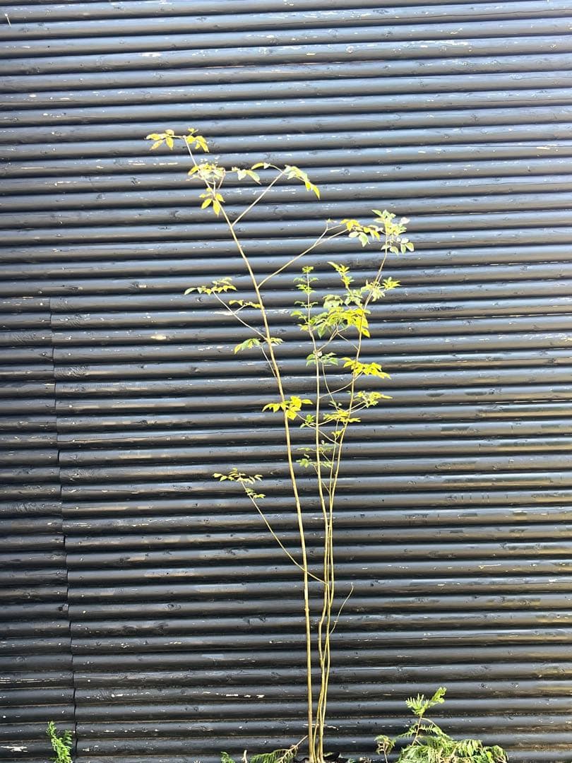 山採り天然　アオダモ　4本株立ち　91