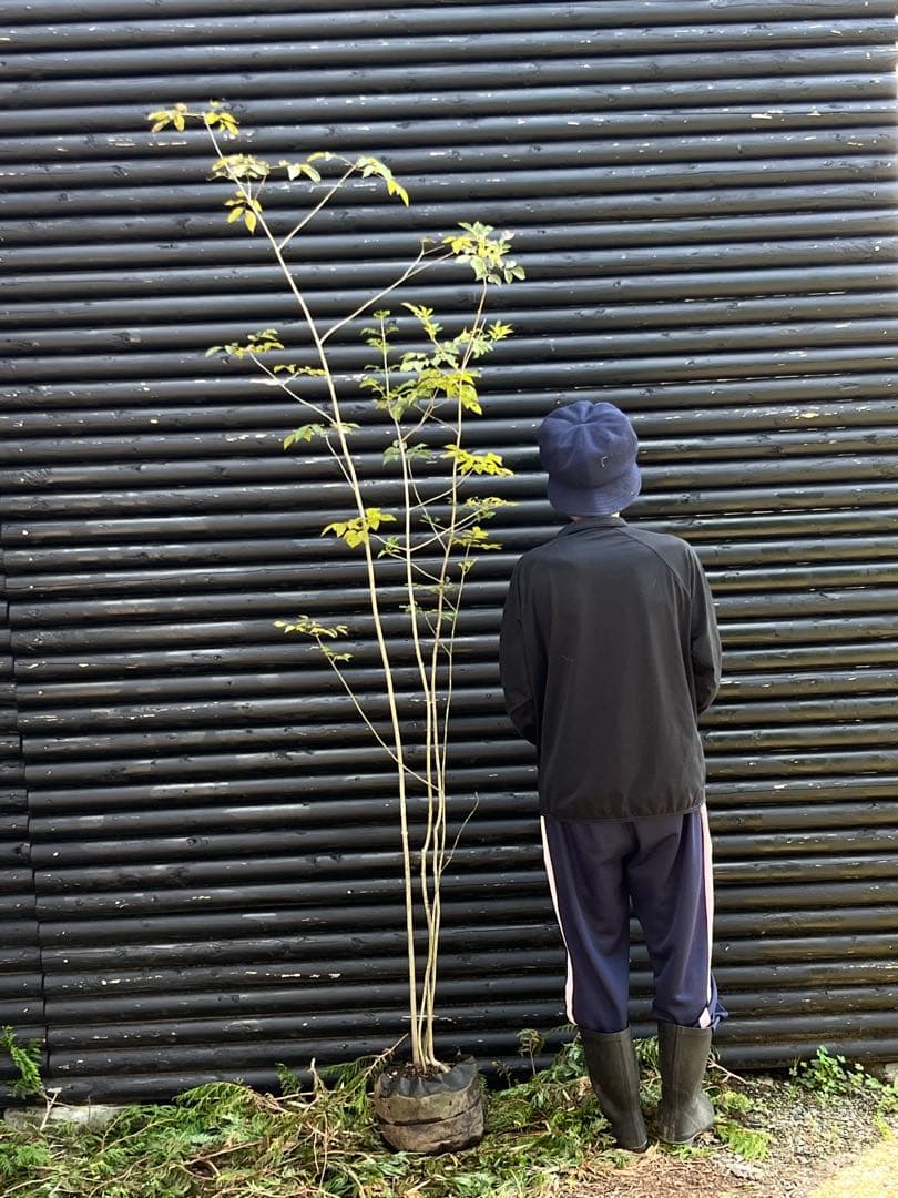 山採り天然　アオダモ　4本株立ち　91