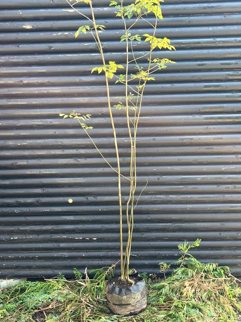 山採り天然　アオダモ　4本株立ち　91