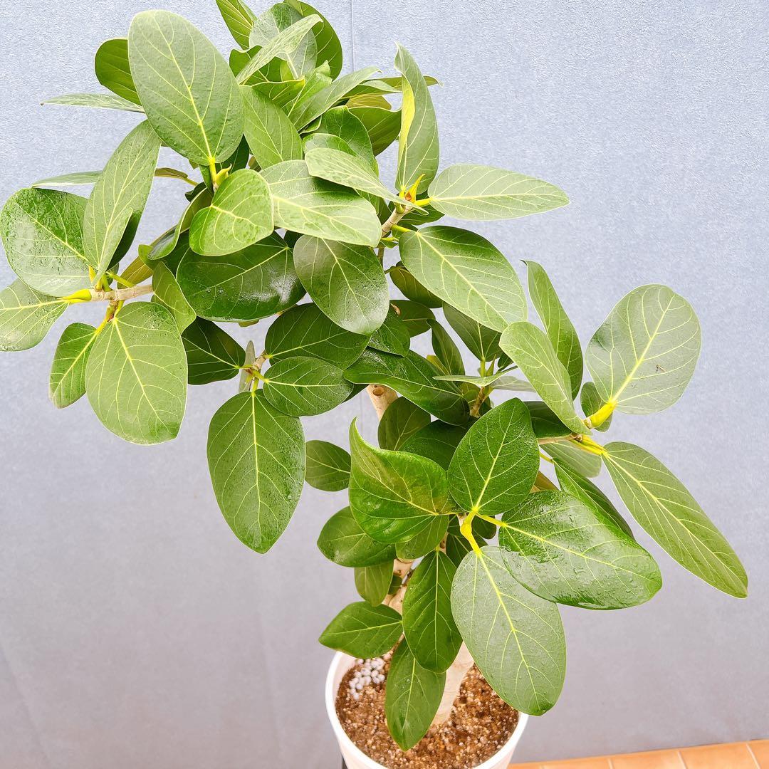 現品　フィカス　ゴムの木　ベンガレンシス　88番　曲り　インテリアグリーン　室内