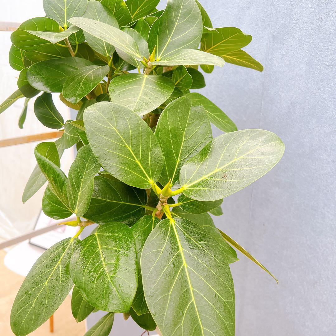 現品　フィカス　ゴムの木　ベンガレンシス　88番　曲り　インテリアグリーン　室内