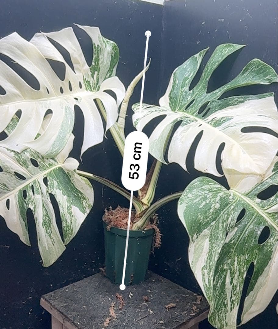 斑入りモンステラ ホワイトタイガー極美大株53cm白斑多