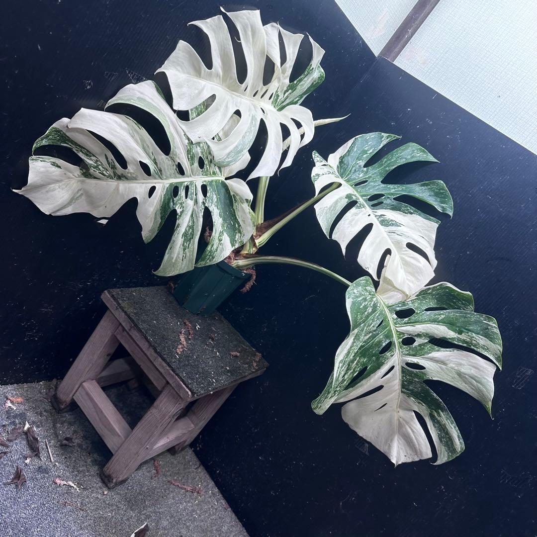 斑入りモンステラ ホワイトタイガー極美大株53cm白斑多