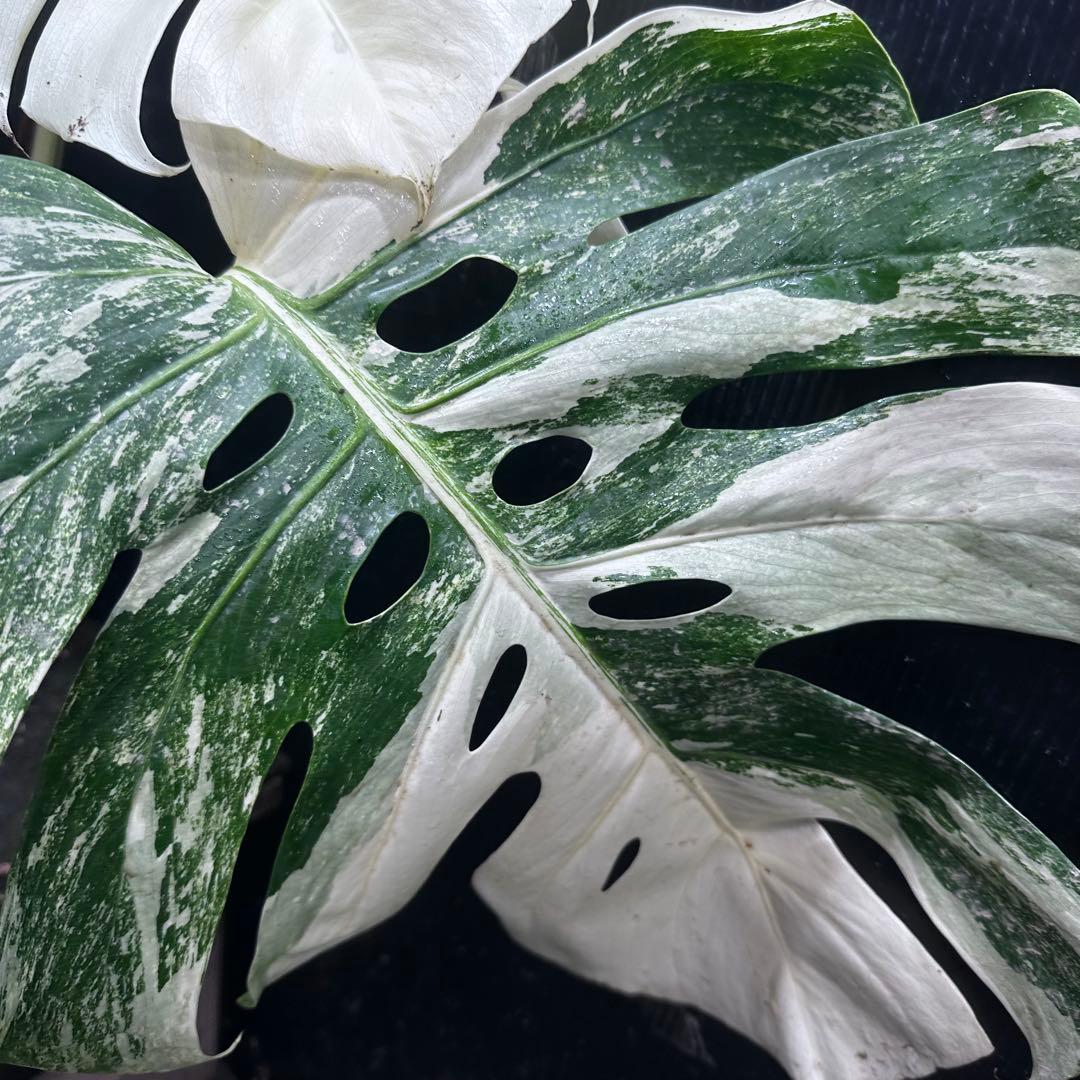 斑入りモンステラ ホワイトタイガー極美大株53cm白斑多