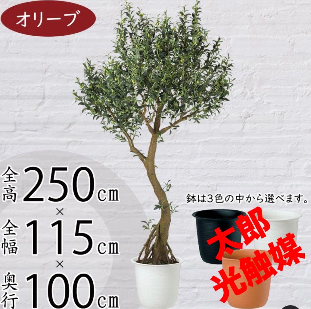 光触媒　人工観葉植物　ウォールグリーン　フェイクグリーン　ブラックオリーブ鉢付き