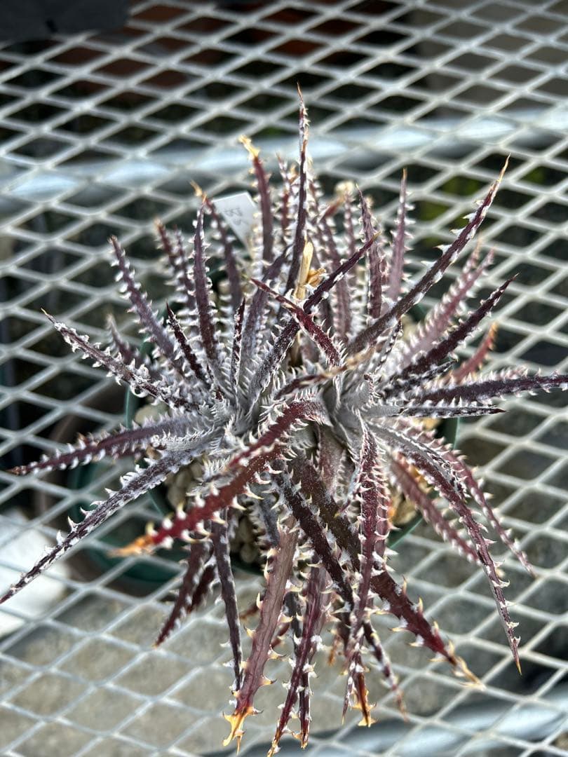 その他多肉植物 Dyckia Bill Baker's BS hybrid, No Name