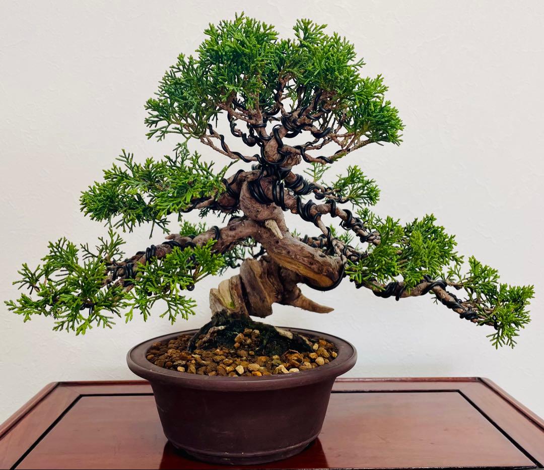 【逸品・早い者勝ち】捻転！太幹！　糸魚川真柏（鉢：山秋）