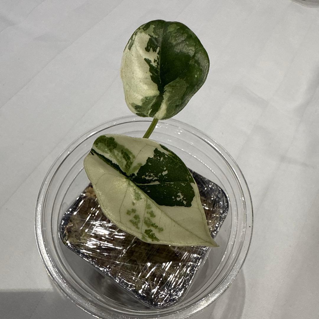 極斑 アロカシア シルバードラゴン アルボ